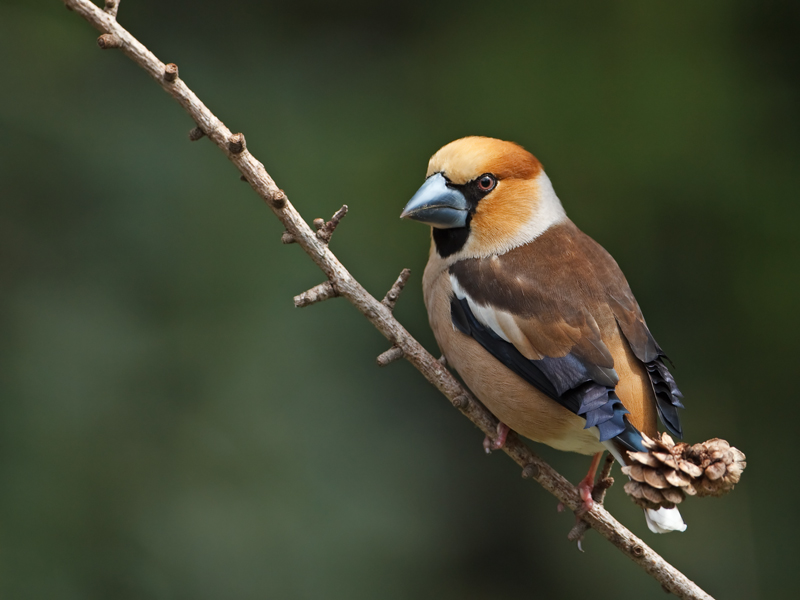 Coccothraustes coccothraustes Appelvink Hawfinch